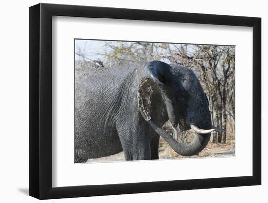 African Elephant (Loxodonta Africana), Khwai Concession, Okavango Delta, Botswana, Africa-Sergio Pitamitz-Framed Photographic Print