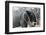 African Elephant (Loxodonta Africana), Khwai Concession, Okavango Delta, Botswana, Africa-Sergio Pitamitz-Framed Photographic Print