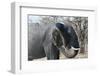 African Elephant (Loxodonta Africana), Khwai Concession, Okavango Delta, Botswana, Africa-Sergio Pitamitz-Framed Photographic Print