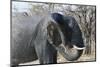 African Elephant (Loxodonta Africana), Khwai Concession, Okavango Delta, Botswana, Africa-Sergio Pitamitz-Mounted Photographic Print