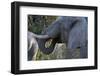 African Elephant (Loxodonta Africana), Khwai Concession, Okavango Delta, Botswana, Africa-Sergio Pitamitz-Framed Photographic Print