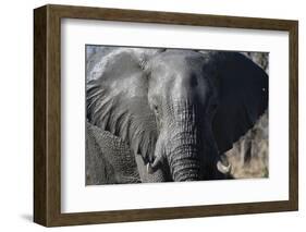 African Elephant (Loxodonta Africana), Khwai Concession, Okavango Delta, Botswana, Africa-Sergio Pitamitz-Framed Photographic Print