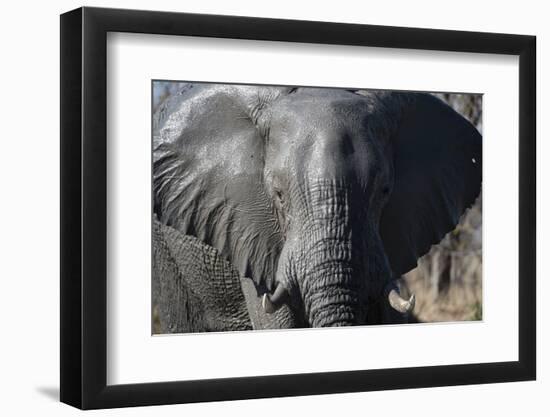 African Elephant (Loxodonta Africana), Khwai Concession, Okavango Delta, Botswana, Africa-Sergio Pitamitz-Framed Photographic Print