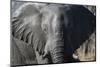 African Elephant (Loxodonta Africana), Khwai Concession, Okavango Delta, Botswana, Africa-Sergio Pitamitz-Mounted Photographic Print