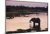African Elephant (Loxodonta Africana), Khwai Concession, Okavango Delta, Botswana, Africa-Sergio Pitamitz-Mounted Photographic Print