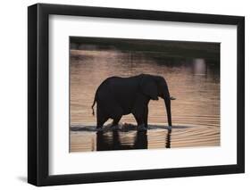 African Elephant (Loxodonta Africana), Khwai Concession, Okavango Delta, Botswana, Africa-Sergio Pitamitz-Framed Photographic Print