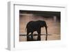 African Elephant (Loxodonta Africana), Khwai Concession, Okavango Delta, Botswana, Africa-Sergio Pitamitz-Framed Photographic Print