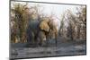 African Elephant (Loxodonta Africana), Khwai Concession, Okavango Delta, Botswana, Africa-Sergio Pitamitz-Mounted Photographic Print