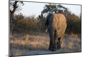 African elephant (Loxodonta africana), Khwai Conservation Area, Okavango Delta, Botswana, Africa-Sergio Pitamitz-Mounted Photographic Print