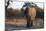 African elephant (Loxodonta africana), Khwai Conservation Area, Okavango Delta, Botswana, Africa-Sergio Pitamitz-Mounted Photographic Print