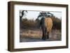 African elephant (Loxodonta africana), Khwai Conservation Area, Okavango Delta, Botswana, Africa-Sergio Pitamitz-Framed Photographic Print
