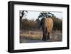 African elephant (Loxodonta africana), Khwai Conservation Area, Okavango Delta, Botswana, Africa-Sergio Pitamitz-Framed Photographic Print