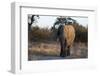 African elephant (Loxodonta africana), Khwai Conservation Area, Okavango Delta, Botswana, Africa-Sergio Pitamitz-Framed Photographic Print