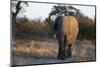 African elephant (Loxodonta africana), Khwai Conservation Area, Okavango Delta, Botswana, Africa-Sergio Pitamitz-Mounted Photographic Print