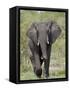 African Elephant (Loxodonta Africana), Kruger National Park, South Africa, Africa-null-Framed Stretched Canvas