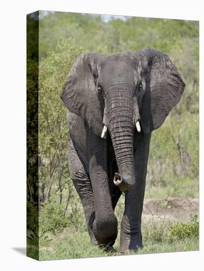 African Elephant (Loxodonta Africana), Kruger National Park, South Africa, Africa-null-Stretched Canvas