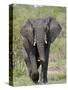 African Elephant (Loxodonta Africana), Kruger National Park, South Africa, Africa-null-Stretched Canvas