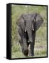 African Elephant (Loxodonta Africana), Kruger National Park, South Africa, Africa-null-Framed Stretched Canvas