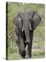 African Elephant (Loxodonta Africana), Kruger National Park, South Africa, Africa-null-Stretched Canvas