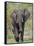 African Elephant (Loxodonta Africana), Kruger National Park, South Africa, Africa-null-Framed Stretched Canvas