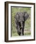 African Elephant (Loxodonta Africana), Kruger National Park, South Africa, Africa-null-Framed Premium Photographic Print