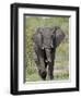 African Elephant (Loxodonta Africana), Kruger National Park, South Africa, Africa-null-Framed Premium Photographic Print