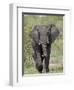 African Elephant (Loxodonta Africana), Kruger National Park, South Africa, Africa-null-Framed Premium Photographic Print