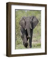 African Elephant (Loxodonta Africana), Kruger National Park, South Africa, Africa-null-Framed Photographic Print