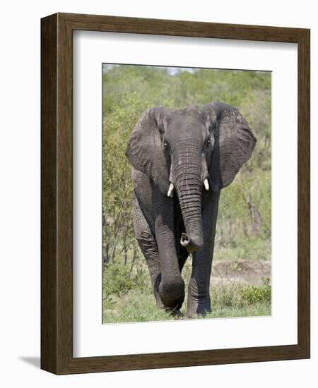 African Elephant (Loxodonta Africana), Kruger National Park, South Africa, Africa-null-Framed Photographic Print