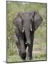 African Elephant (Loxodonta Africana), Kruger National Park, South Africa, Africa-null-Mounted Photographic Print