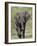 African Elephant (Loxodonta Africana), Kruger National Park, South Africa, Africa-null-Framed Photographic Print