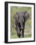 African Elephant (Loxodonta Africana), Kruger National Park, South Africa, Africa-null-Framed Photographic Print