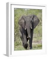 African Elephant (Loxodonta Africana), Kruger National Park, South Africa, Africa-null-Framed Photographic Print