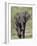 African Elephant (Loxodonta Africana), Kruger National Park, South Africa, Africa-null-Framed Photographic Print