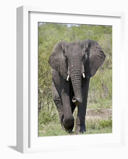 African Elephant (Loxodonta Africana), Kruger National Park, South Africa, Africa-null-Framed Photographic Print