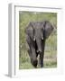 African Elephant (Loxodonta Africana), Kruger National Park, South Africa, Africa-null-Framed Photographic Print