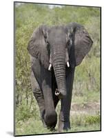 African Elephant (Loxodonta Africana), Kruger National Park, South Africa, Africa-null-Mounted Photographic Print