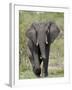 African Elephant (Loxodonta Africana), Kruger National Park, South Africa, Africa-null-Framed Photographic Print