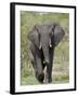 African Elephant (Loxodonta Africana), Kruger National Park, South Africa, Africa-null-Framed Photographic Print