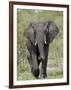 African Elephant (Loxodonta Africana), Kruger National Park, South Africa, Africa-null-Framed Photographic Print