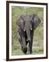 African Elephant (Loxodonta Africana), Kruger National Park, South Africa, Africa-null-Framed Photographic Print