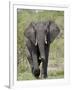 African Elephant (Loxodonta Africana), Kruger National Park, South Africa, Africa-null-Framed Photographic Print