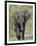 African Elephant (Loxodonta Africana), Kruger National Park, South Africa, Africa-null-Framed Photographic Print