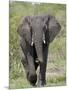 African Elephant (Loxodonta Africana), Kruger National Park, South Africa, Africa-null-Mounted Photographic Print