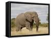 African Elephant (Loxodonta Africana), Kruger National Park, South Africa, Africa-James Hager-Framed Stretched Canvas