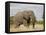 African Elephant (Loxodonta Africana), Kruger National Park, South Africa, Africa-James Hager-Framed Stretched Canvas