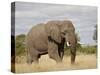 African Elephant (Loxodonta Africana), Kruger National Park, South Africa, Africa-James Hager-Stretched Canvas