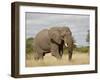 African Elephant (Loxodonta Africana), Kruger National Park, South Africa, Africa-James Hager-Framed Photographic Print