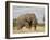 African Elephant (Loxodonta Africana), Kruger National Park, South Africa, Africa-James Hager-Framed Photographic Print