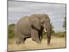 African Elephant (Loxodonta Africana), Kruger National Park, South Africa, Africa-James Hager-Mounted Photographic Print